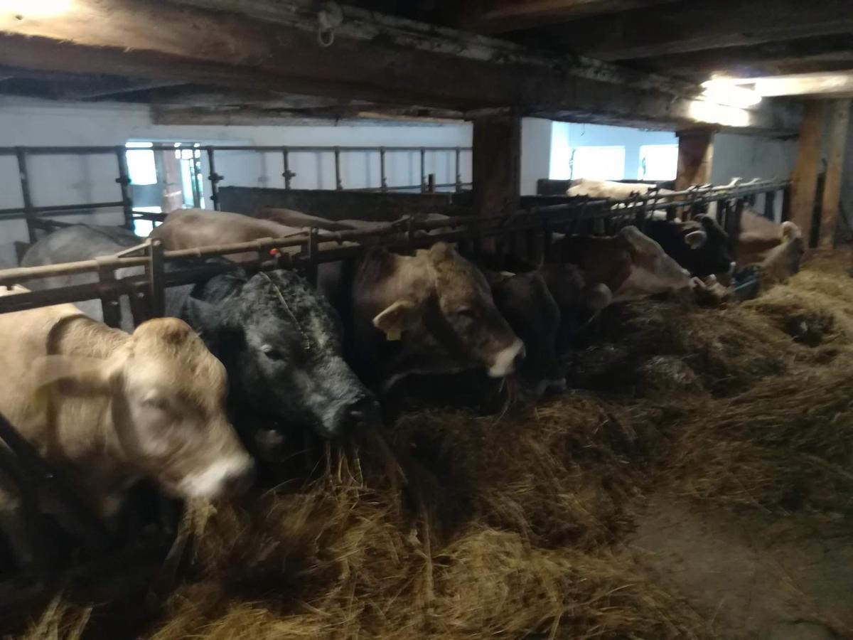 Familienbauernhof Imitz, Ferienwohnung Spital Am Pyhrn Esterno foto